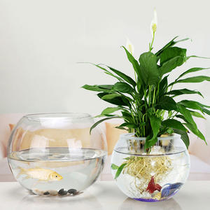 Ronde Glazen <span class=keywords><strong>Aquarium</strong></span> <span class=keywords><strong>Globe</strong></span> Ecologische Vis Kom Terrarium Glas Aquaria Voor Home Hotel Vis Size - Product Image 4