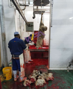 Equipo de matadero de ovejas, máquina de matanza de cordero <span class=keywords><strong>ritual</strong></span> para cabra Halal, línea de matadero llave en mano, maquinaria para ovejas - Product Image 1