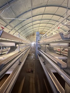 Gabbia di pollame per allevamenti di polli 2000 - Product Image 6