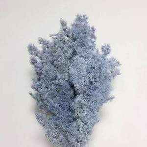 Decorazione Bestseller: Fiori Secchi, Felce Ming Conservata, Sfondo per Matrimoni e Decorazioni Murali - Product Image 5