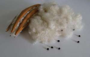 FIBER KAPOK pour filet d'oiseau/prix le plus bas - Product Image 3