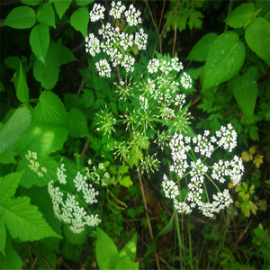 GMP standart yüksek kalite japon <span class=keywords><strong>Angelica</strong></span> kök gıda sınıfı özü davul bitki özü paketlenmiş vakum - Product Image 4