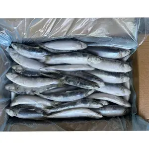 Peixe congelado fresco Sardinha congelada Sardinha congelada redonda inteira do marisco Sardinha Para vendas