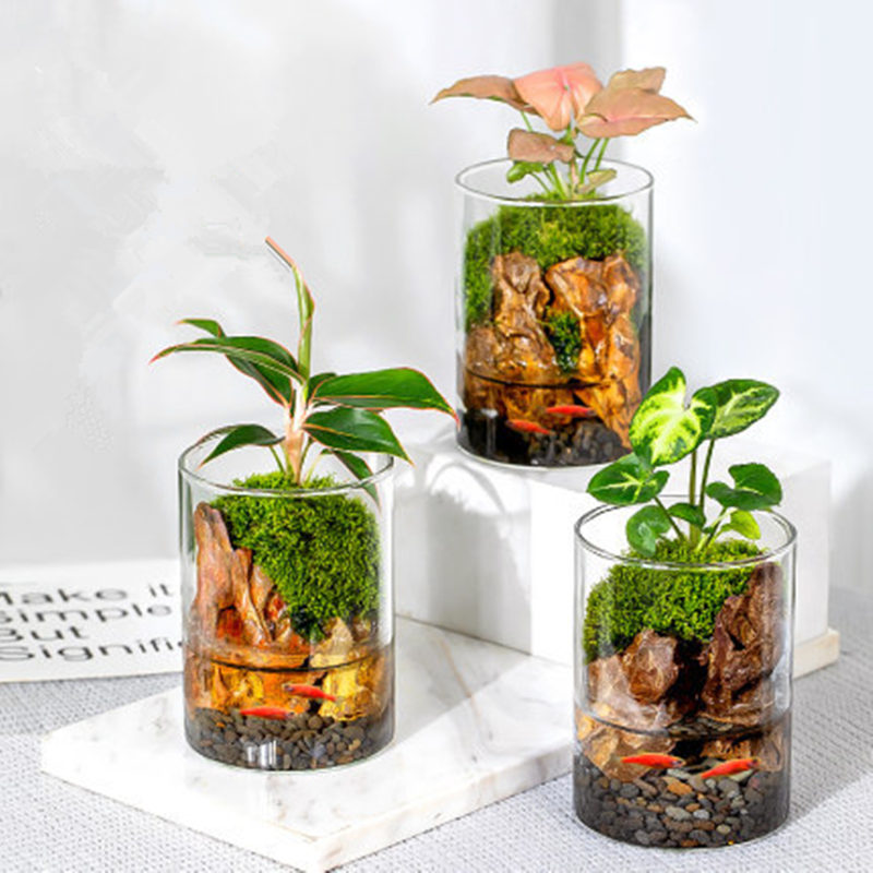 Terrarium Vase Planter - Classic Transparent Glass Pot