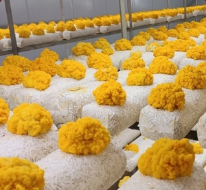 ระบบห้องเพาะเห็ดสแตนเลสขนาดใหญ่ 40 ช่อง พร้อมระบบปลูกพืชไร้ดินแบบไฮโดรโปนิกส์ ควบคุมผ่านแอพ/ไวไฟ ห้องปลูกที่มีประสิทธิภาพสูง - Product Image 3