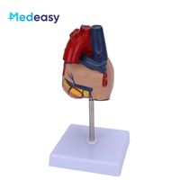 Modelo anatómico de plástico modelo de corazón 3D modelo de enseñanza de corazón médico para anatomía