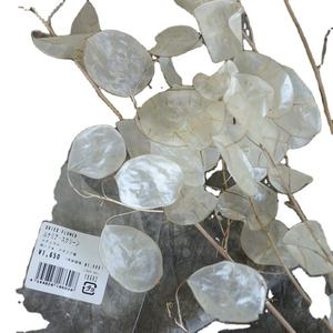 Yunnan — fleur lunaire sèche naturelle, pour la décoration de la maison, haute vente - Product Image 1