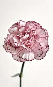 云南昆明批发康乃馨紫边鲜切花教师节母亲地块室内花 - Product Image 5