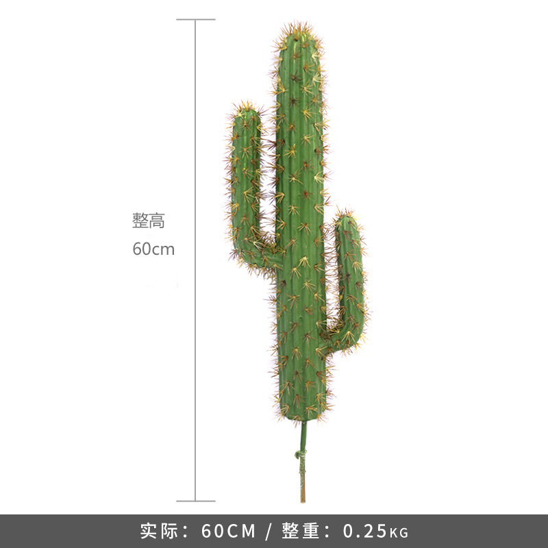 Plante succulente-grande taille
