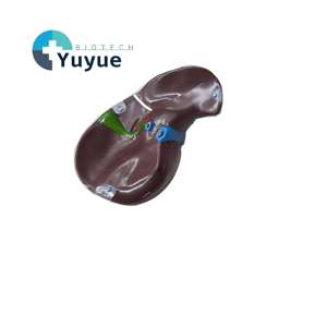 Modèle d'enseignement anatomique du segment du foie humain transparent - Outil éducatif en hépatologie - Product Image 1