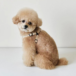 Zenos Korean INS Style Soft Dog Harness Vest with Leash Set, No-Pull Adjustable <b>Chest</b> Harness for <b>Small</b> Dogs Bichon Teddy Puppy - Product Image 3