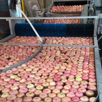 Chinese verse rode Fuji Gala groene gele Huaniu appels, hoge kwaliteit appels groothandel Manzana Pomme Apel Segar Ringo aanbieding