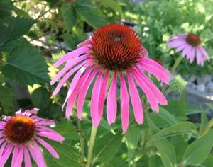 Ekstrak Herbal Cina bubuk ekstrak <span class=keywords><strong>Echinacea</strong></span> purpurpurea ekstrak <span class=keywords><strong>Echinacea</strong></span> - Product Image 2