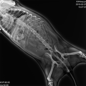 جهاز أشعة سينية محمول للحيوانات الأليفة بقوة 10 كيلو واط و160 مللي أمبير مع شاشة LCD وبطارية - Product Image 5