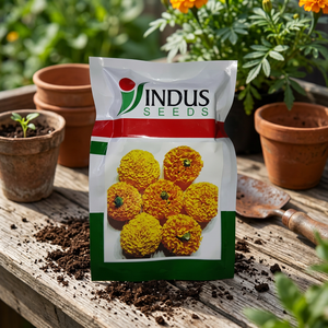Semillas de Caléndula Indus Pushparaj Naranja, Color de Hoja Verde Oscuro Genda Fool, 16-18, para una Buena Firmeza de Floración, Invernaderos Agrícolas - Product Image 2