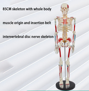 Sciedu 85cm Bộ Xương với toàn bộ cơ thể cơ bắp nguồn gốc và chèn vành đai con người intervertebral đĩa dây thần kinh Mô Hình Bộ Xương - Product Image 2