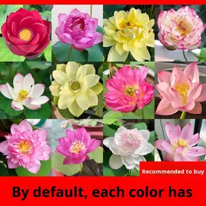 Lotuszaden Voor Indoor Hydrocultuur Waterlelie Teelt Vier Seizoenen Bloeiende Potwater Bloemen Gedroogde Groenten - Product Image 6