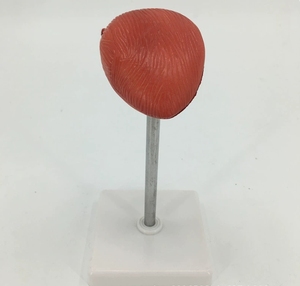 Modelo Anatómico de Próstata Humana en Silicona Médica para Educación en Ciencias Médicas - Product Image 1