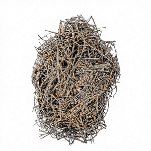 Herbe séchée d'Evolvulus Alsinoides, plante entière séchée d'Evolvulus Alsinoides, matière première végétale d'Evolvulus Alsinoides - Product Image 1