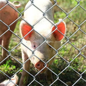 Clôture de jardin en treillis métallique galvanisé et inoxydable de 50x50, 60x60, 3ft, 4ft, 5ft, 6ft, 8ft, 7-8 Ft de hauteur avec garantie de 10 ans - Product Image 1