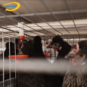 Jaula de capa automática para pollos, jaula galvanizada para granja, tipo h, nueva - Product Image 3