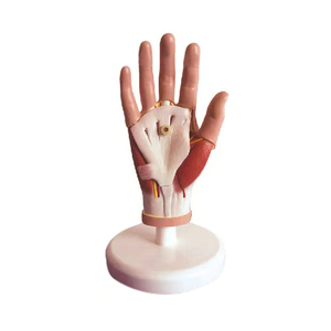 Hot bán PVC con người cuộc sống-kích thước khu vực giải phẫu tay Skeleton mô hình với dây chằng cơ bắp động mạch - Product Image 4