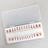 Modelo Anatómico Dental de Endodoncia Danter A8006 para Prácticas de Endodoncia