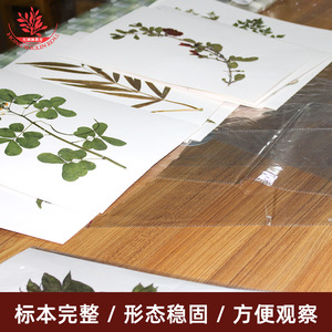 Chinese herbal specimens for study, including frameless, simply bound editions of herbarium <b>leaves</b>, which can be framed by the - Product Image 4