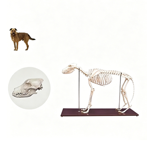 Modelo de <span class=keywords><strong>Esqueleto</strong></span> de Perro de Tamaño Real, Especímen de Anatomía Canina Completo para Laboratorios de Escuelas Veterinarias, Aulas y Entrenamiento Práctico de Anatomía - Product Image 2