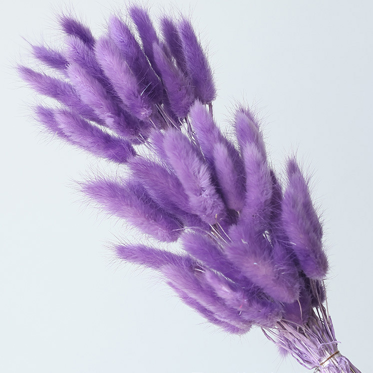 Pourpre