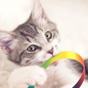 En gros, Baguette interactive arc-en-ciel pour chat avec ruban coloré et breloque, pour chatons - Product Image 3