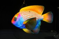 Publicité promotionnelle : Modèles gonflables de poissons tropicaux, avec une ambiance océanique et des accessoires décoratifs spécifiques au thème.