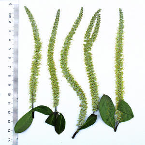 Catillons <span class=keywords><strong>de</strong></span> saule noir et blanc pressés et séchés avec tiges, feuilles <span class=keywords><strong>de</strong></span> saule vertes naturelles pour l'art <span class=keywords><strong>de</strong></span> la résine DIY, l'artisanat et la décoration intérieure - Product Image 5