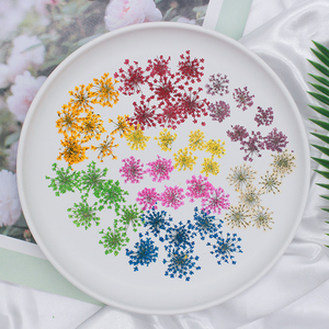 Fleurs séchées pressées naturelles de Queen <span class=keywords><strong>Anne</strong></span>'s Lace pour la résine, la bijouterie DIY, les loisirs créatifs et les fournitures pour le nail art - Product Image 3