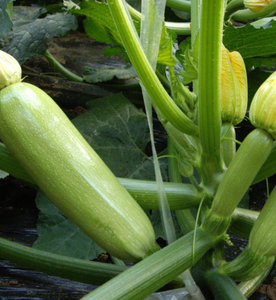 サマースカッシュ自然乾燥生スライスサマースカッシュフルーツカット食品用 - Product Image 5