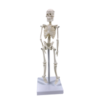 Modèles anatomiques 45 cm en PVC de haute qualité, mini-jouet scientifique médical, modèle de squelette humain pour enfants