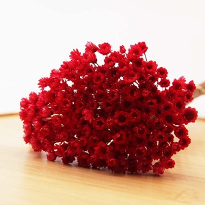 <span class=keywords><strong>Fleur</strong></span> <span class=keywords><strong>de</strong></span> gypsophile préservée, souffle <span class=keywords><strong>de</strong></span> bébé séché, <span class=keywords><strong>fleur</strong></span> <span class=keywords><strong>de</strong></span> souffle <span class=keywords><strong>de</strong></span> bébé séchée pour la décoration <span class=keywords><strong>de</strong></span> mariage - Product Image 3