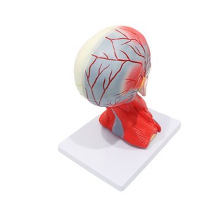 Modèle anatomique détaillé de la tête et du cou avec cerveau ; modèle pédagogique médical de la structure détaillée de la tête et du cou humains. - Product Image 5