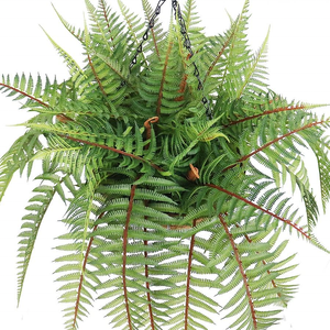 Pianta appesa <span class=keywords><strong>felce</strong></span> artificiale alta 55cm con cesto finto appesa <span class=keywords><strong>felce</strong></span> - Product Image 2