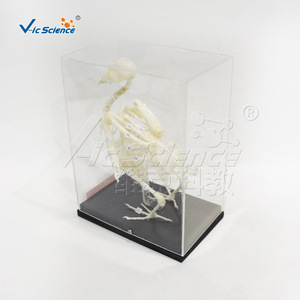VIC43109 Espécimen de esqueleto de pájaro, material didáctico de biología para escuelas primarias y secundarias - Product Image 4
