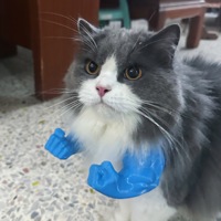 Bras de muscle de chat imprimés en 3D-Accessoire de costume d'Halloween amusant pour chats, décor de bras musclés mignon pour fête d'anniversaire de chaton