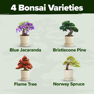 Premium 4 <span class=keywords><strong>Bonsai</strong></span> Arbres Starter Kit Jardinage Plante Cadeau pour Usage Domestique pour Débutants et Jardiniers Comprend Fleur Artificielle - Product Image 4