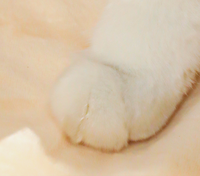 Winterfestes, dickes, warmes, halbumschlossenes Katzen- und Hundebett, dreilagig, achteckig, aus PP, faltbar, abnehmbar und waschbar, luxuriös, modern.