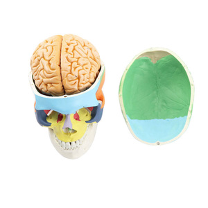Modelo de Esqueleto para Enseñanza, Anatomía de la Cabeza Humana, 9 Partes, Material de PVC, Cerebro y Tronco Cerebral Separados, Ciencia Médica, Yulin YL1202 CE\ISO - Product Image 4