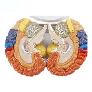 高品質PVC等身大人体臓器脳解剖模型 カラー区分脳模型 2分割 教材用 CE/ISO認証 - Product Image 2