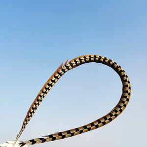 Pluma <span class=keywords><strong>de</strong></span> Cola <span class=keywords><strong>de</strong></span> Faisán Reeves Natural <span class=keywords><strong>de</strong></span> Alta Calidad para Decoración <span class=keywords><strong>de</strong></span> Carnaval 2024 - Product Image 5