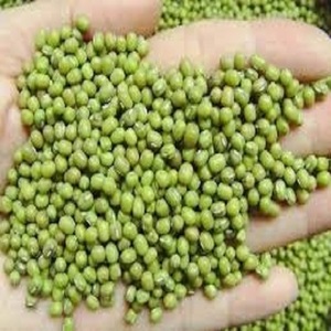 Haricots Verts Indiens Moong Beans 2026 Qualité Export Fournisseur en Gros Alimentation Saine Grade Alimentaire Marque SD Emballage en Fût - Product Image 1