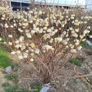 Edgeworthia Chrysantha <span class=keywords><strong>Lindl</strong></span>. Plantas Decorativas Naturales para Jardín, Flores, Precios de Mayoreo, Adornos, Plantas en Maceta de Vivero - Product Image 5