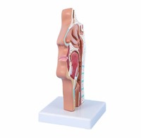 Vente chaude Science Médicale Équipement Médical Modèle D'anatomie Humaine Bouche Nez Gorge Côté Coupe Modèle