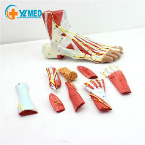 Nervios <span class=keywords><strong>de</strong></span> pie <span class=keywords><strong>de</strong></span> PVC y modelo <span class=keywords><strong>de</strong></span> enseñanza Muscul humano Natural grande 9 partes Estructura del pie modelo <span class=keywords><strong>de</strong></span> anatomía del pie humano - Product Image 1